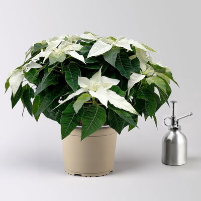 Bio Herbsttern, Euphorbia 'Princettia®', weiß, Topf-Ø 17 cm