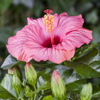 Hibiskus, rosa, Topf-Ø 13 cm, Höhe ca. 35 cm, 2er-Set