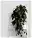 Philodendron als rankende Zimmerpflanze