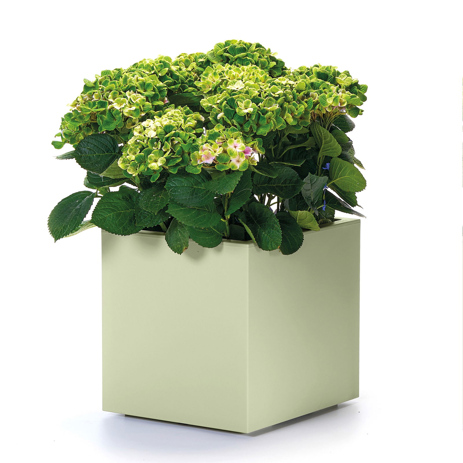 Euro 3 Plast Pflanztrog 'Kebe', grün, ca. 39,5 x 39,5 x H 39,5 cm Euro 3 Plast Pflanztrog 'Kebe', grün, ca. 39,5 x 39,5 x H 39,5 cm