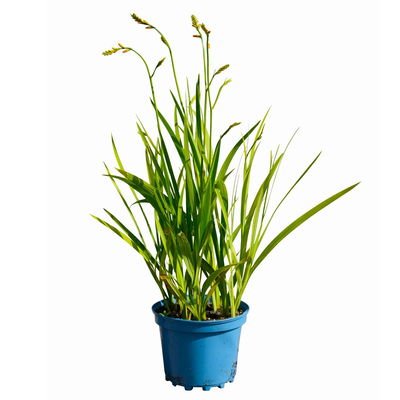 Bio Montbretie 'George Davidson' gelb, Topf 3 Liter