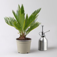 Palmfarn in Übertopf Byron, Topf-Ø 12 cm, Höhe ca. 50 cm Palmfarn in Übertopf Byron, Topf-Ø 12 cm, Höhe ca. 50 cm