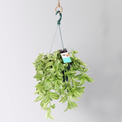 Dreimasterblume 'Ivory Hill', grün-weiß, Ampeltopf-Ø 17 cm, Höhe ca. 35 cm