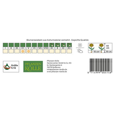 Lilienblütige Tulpen Elegant Lady weiß/rosa, 7 Blumenzwiebeln