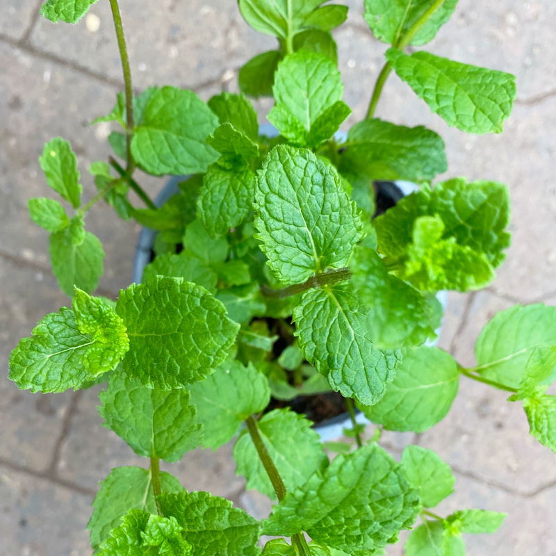 Marokkanische Minze, Kölle Bio, 12cm Topf, frisch aus unserer BioGärtnerei