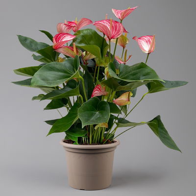 Flamingoblume 'Livium Red' rot-weiß gestreift, Topf-Ø 21 cm