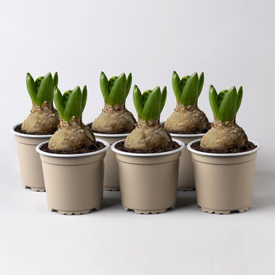 Hyazinthe gelb, vorgetrieben, Topf-Ø 9 cm, 6 Pflanzen