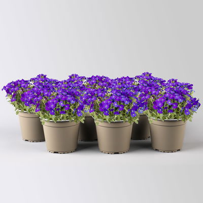 Garten-Blaukissen, violettblau, Topf-Ø 13 cm, 6 Pflanzen