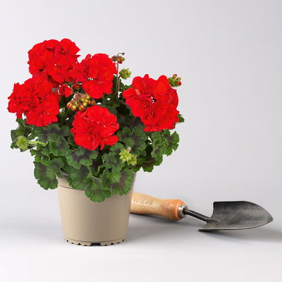 Pflanzenkreation Geranienzauber, groß, 6 Pflanzen inkl. Erde und Dünger Pflanzenkreation Geranienzauber, groß, 6 Pflanzen inkl. Erde und Dünger