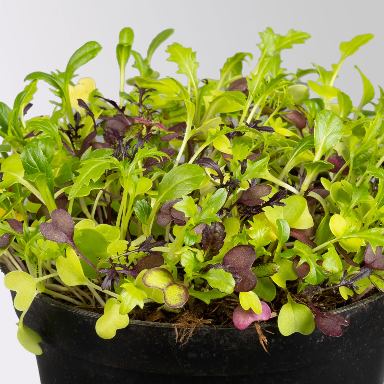 Bio Babyleaf-Salat, Topf -Ø 12 cm