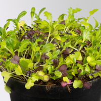 Bio Babyleaf-Salat, Topf -Ø 12 cm