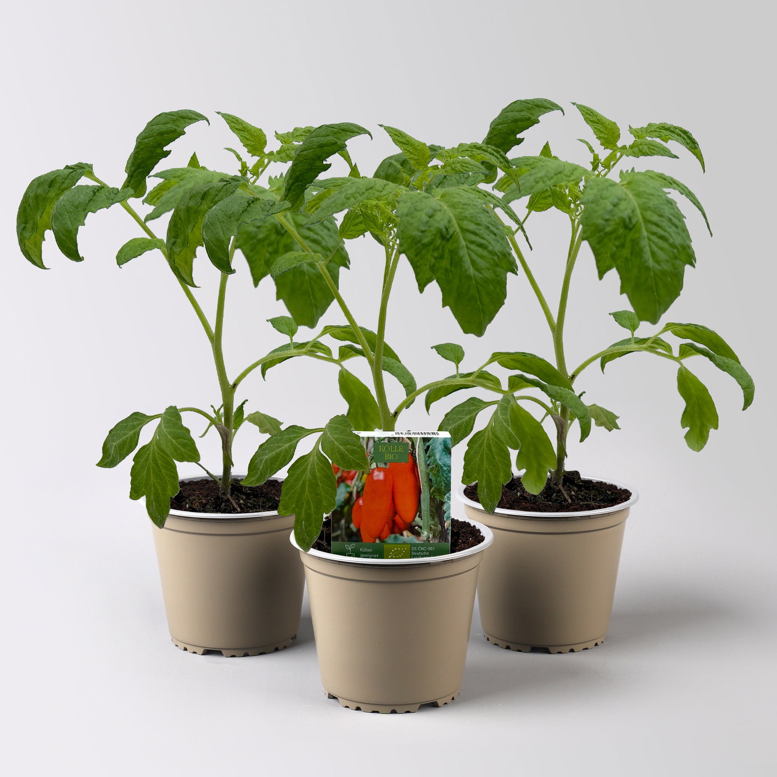 Bio Andenhorntomate 'Giano', Topf -Ø 12 cm, 3 Pflanzen