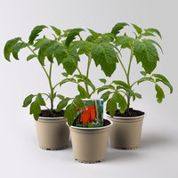 Bio Andenhorntomate 'Giano', Topf -Ø 12 cm, 3 Pflanzen