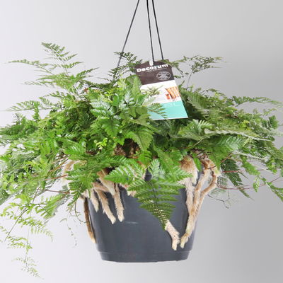 Tarantelfarn, Ampeltopf-Ø 18 cm, Höhe ca. 30 cm Tarantelfarn, Ampeltopf-Ø 18 cm, Höhe ca. 30 cm