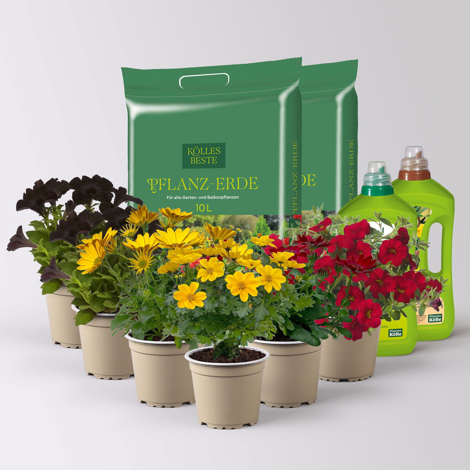 Pflanzenkreation 'WM-Edition', 6 Pflanzen inkl. Erde, Dünger und Wurzelkraft