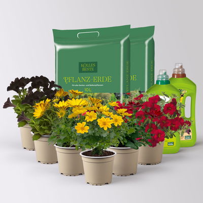 Pflanzenkreation 'WM-Edition', 6 Pflanzen inkl. Erde, Dünger und Wurzelkraft