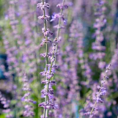 Kölles Beste Kompakte Blauraute 'Little Spire(S)', blauviolett, Topf 3 l Kölles Beste Kompakte Blauraute 'Little Spire(S)', blauviolett, Topf 3 l