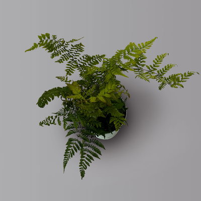 Rotschleierfarn, Topf-Ø 17 cm, 2er-Set Rotschleierfarn, Topf-Ø 17 cm, 2er-Set