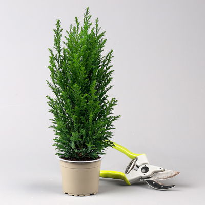 Blaue Kegelzypresse 'Ellwoodii', Topf-Ø 9 cm, 8 Pflanzen Blaue Kegelzypresse 'Ellwoodii', Topf-Ø 9 cm, 8 Pflanzen