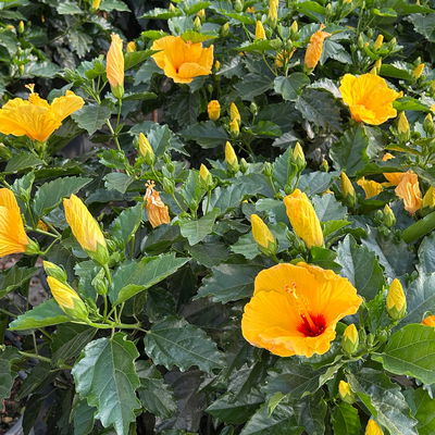 Hibiskus, gelb, Stamm, Topf-Ø 33 cm, Höhe ca. 150 cm Hibiskus, gelb, Stamm, Topf-Ø 33 cm, Höhe ca. 150 cm