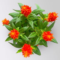 Celosia 'Kelos Fire', Farbe zufällig, Topf-Ø 12 cm, 6 Pflanzen
