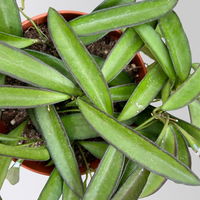 Bio Porzellanblume 'Hoya wayetii', Topf-Ø 10,5 cm, 3 Pflanzen