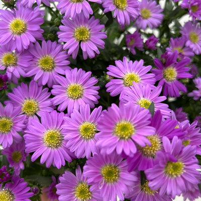 Aster novi-belgii Farben zufällig, Topf-Ø 12 cm, 6er-Set Aster novi-belgii Farben zufällig, Topf-Ø 12 cm, 6er-Set