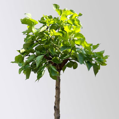 Kölle Bio Zwergaprikose 'Aprigold'®, Topf 7,5 Liter