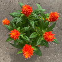 Celosia 'Kelos Fire Orange' orange, Topf-Ø 12 cm, 6 Stück