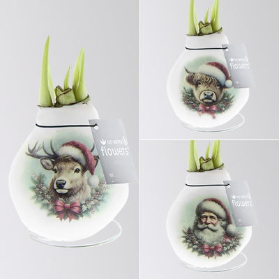 Amaryllis in Wachs, Dekor 'Santa & Friends', Muster zufällig, Blüte rot Amaryllis in Wachs, Dekor 'Santa & Friends', Muster zufällig, Blüte rot