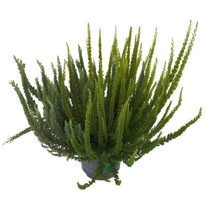 Besenheide 'SKYLINE® Trio' Mix zufällig, Topf-Ø 13 cm, 3 Pflanzen