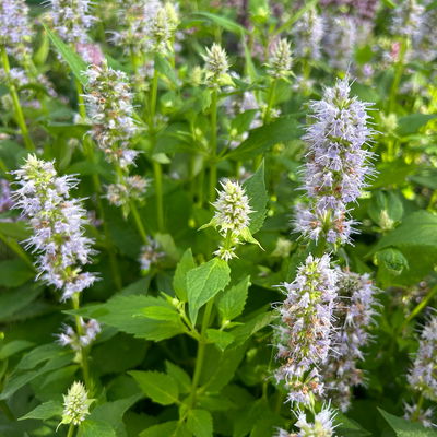 Bio Duftnessel 'Blue Fortune', violett, Topf 11x11 cm, 3 Pflanzen Bio Duftnessel 'Blue Fortune', violett, Topf 11x11 cm, 3 Pflanzen