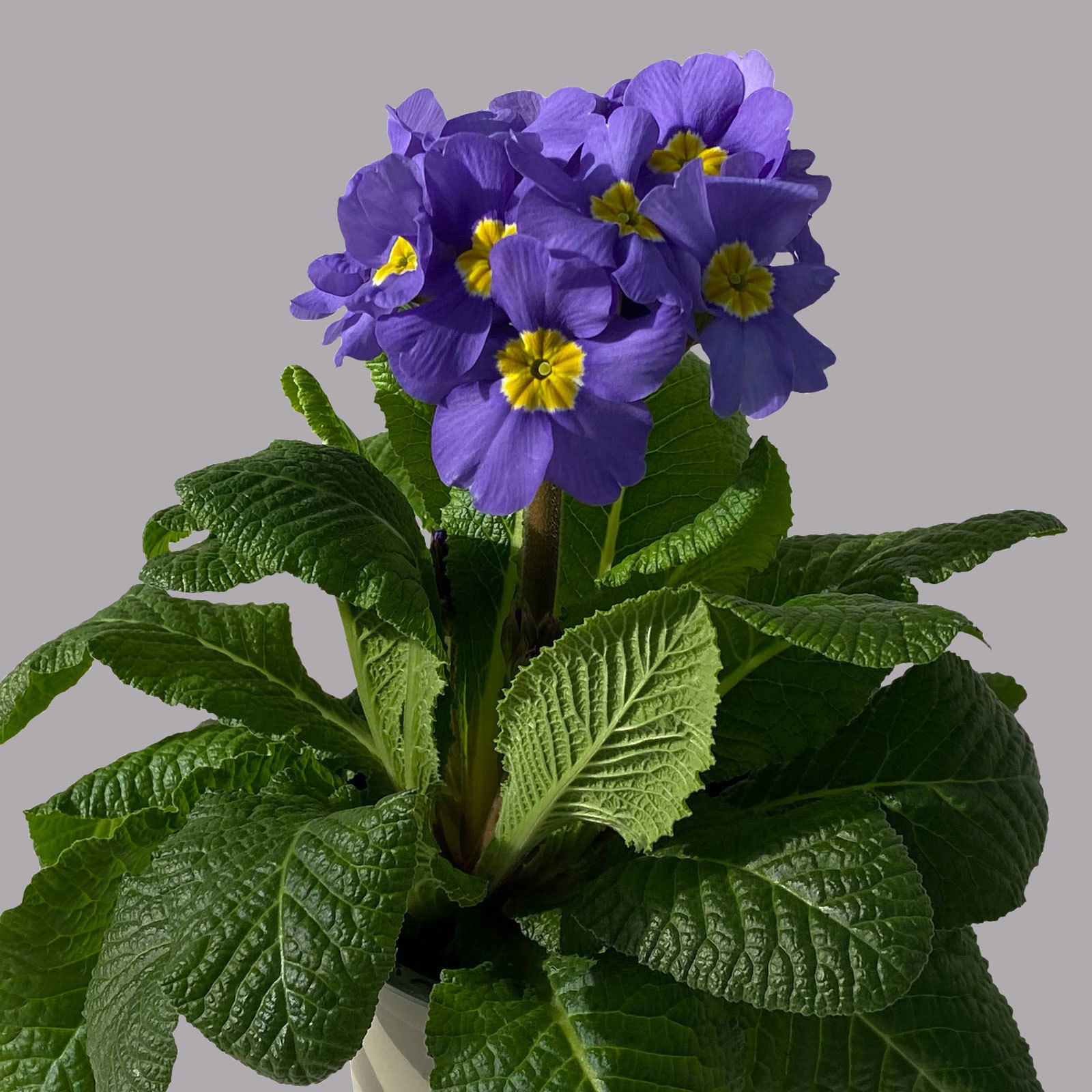 Hohe Schlüsselblume 'Inara® Blue' blau-violett, Topf-Ø 13 cm, 6er-Set