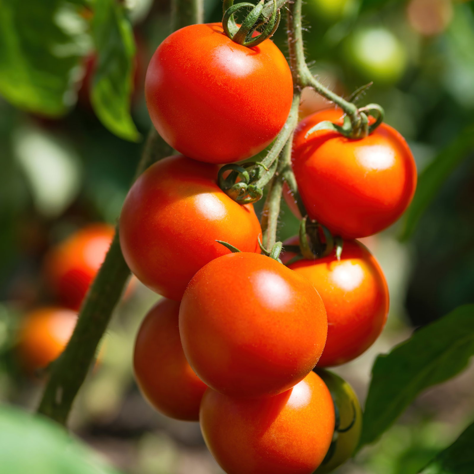 Bio Cocktailtomate 'Tomfall' Topf-Ø 12 cm, 3 Pflanzen