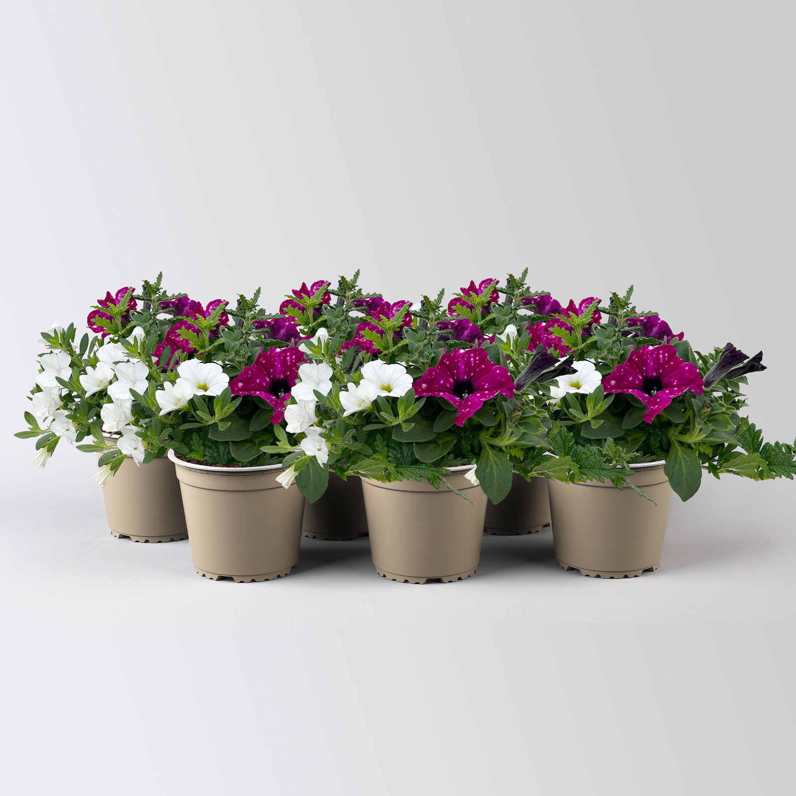 Beet- und Balkonpflanzen-Mix, lila-weiß, Topf-Ø 13 cm, 6 Pflanzen