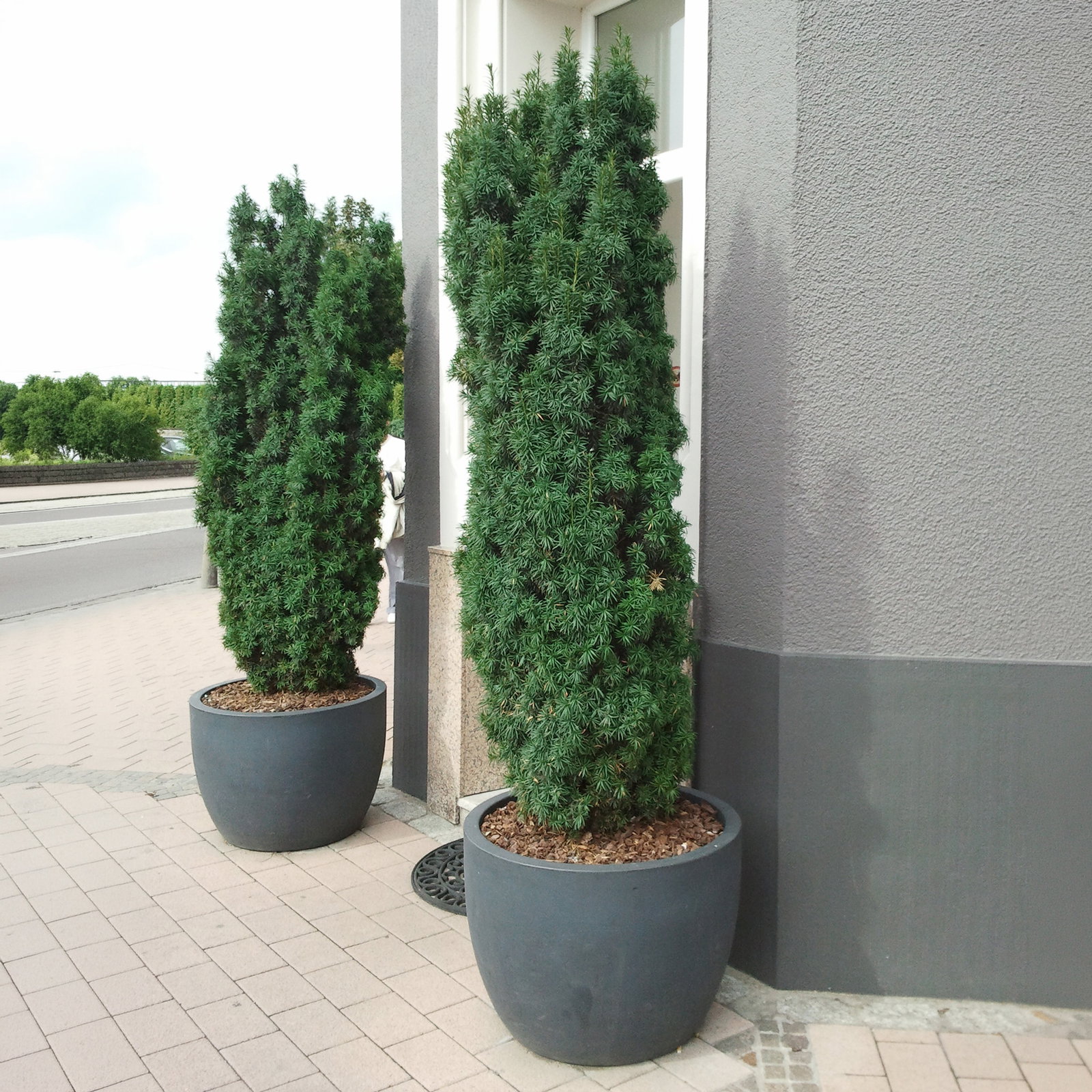 Grüne-Säuleneibe 'Fastigiata Robusta', Topf 7,5 Liter, Höhe 50-60 cm, 2 Pflanzen Grüne-Säuleneibe 'Fastigiata Robusta', Topf 7,5 Liter, Höhe 50-60 cm, 2 Pflanzen
