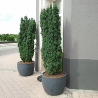 Grüne-Säuleneibe 'Fastigiata Robusta', Topf 7,5 Liter, Höhe 50-60 cm, 2 Pflanzen Grüne-Säuleneibe 'Fastigiata Robusta', Topf 7,5 Liter, Höhe 50-60 cm, 2 Pflanzen