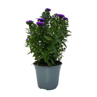 Aster novi-belgii, blau gefüllt, Topf-Ø 12 cm, 6er-Set