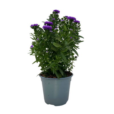Aster novi-belgii, blau gefüllt, Topf-Ø 12 cm, 6 Pflanzen Aster novi-belgii, blau gefüllt, Topf-Ø 12 cm, 6 Pflanzen