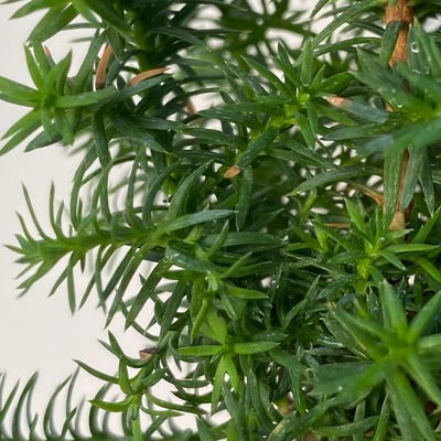 Kegelzypresse 'Top Point', Mini, Topf-Ø 6 cm, 6 Pflanzen