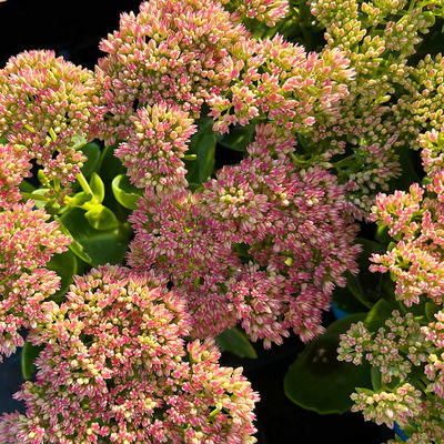 Garten-Fetthenne 'Herbstfreude' rosa, Topf 11x11 cm, 3 Pflanzen