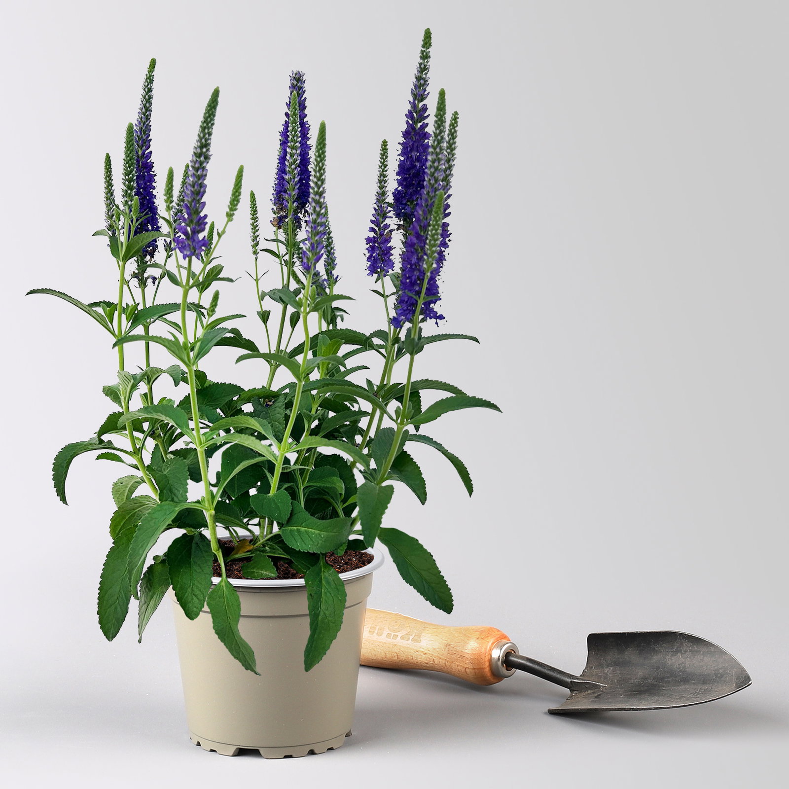 Pflanzenkreation Blütengeflüster, 5 Pflanzen inkl. Erde und Dünger