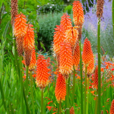 Fackellilie, Farbe zufällig, Topf-Ø ca. 19 cm