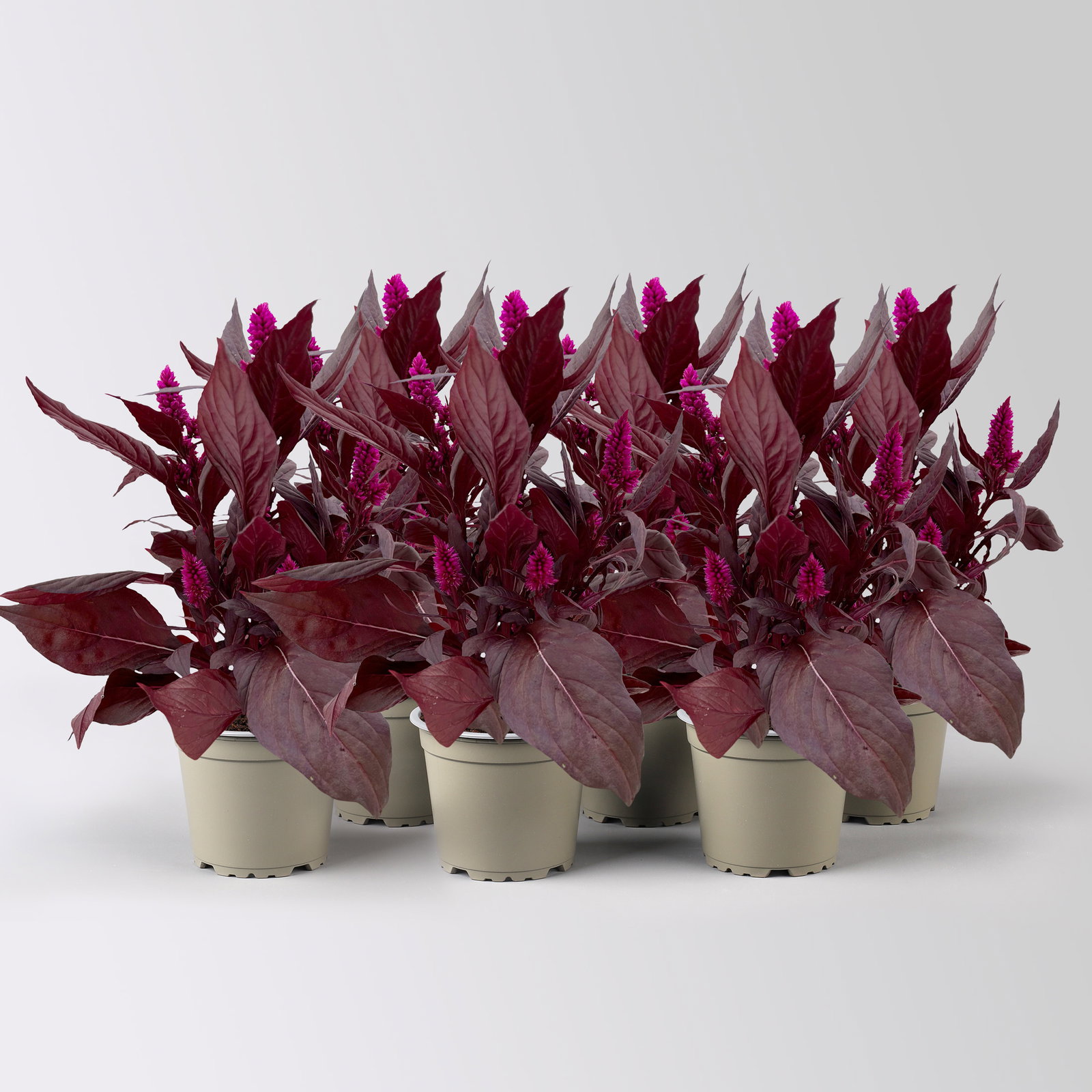 Celosia 'Mystic Shades', pink, Topf-Ø 12 cm, 6 Pflanzen