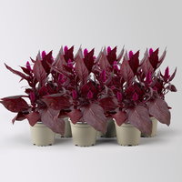 Celosia 'Mystic Shades', pink, Topf-Ø 12 cm, 6 Pflanzen