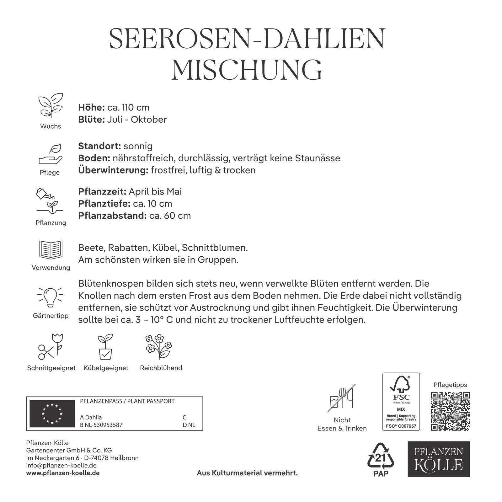 Kölles Beste Seerosen-Dahlien Mischung, 3 Blumenknollen Kölles Beste Seerosen-Dahlien Mischung, 3 Blumenknollen