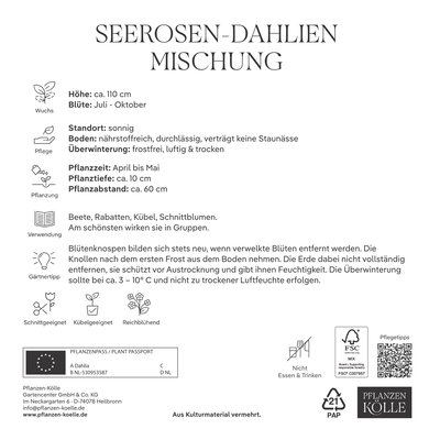 Kölles Beste Seerosen-Dahlien Mischung, 3 Blumenknollen Kölles Beste Seerosen-Dahlien Mischung, 3 Blumenknollen