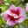 Säulen-Gartenhibiskus 'Flower Tower Purple®' lila-rot, Höhe 40-60 cm, Topf 5 l