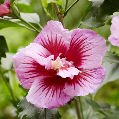 Säulen-Gartenhibiskus 'Flower Tower Purple®' lila-rot, Höhe 40-60 cm, Topf 5 l