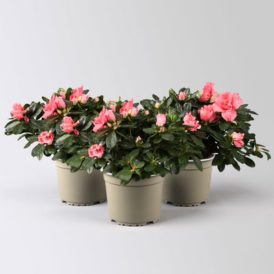 Azalee, Lachstöne, gefüllt, Topf-Ø 12 cm, 3er-Set Azalee, Lachstöne, gefüllt, Topf-Ø 12 cm, 3er-Set